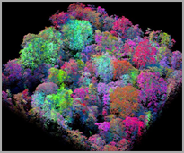 AI MAPS BIOLOGICAL RICHES OF THE RAINFOREST