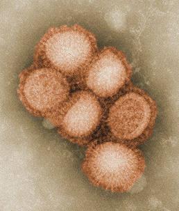 H1N1 인플루엔자A 바이러스 (출처: CDC)