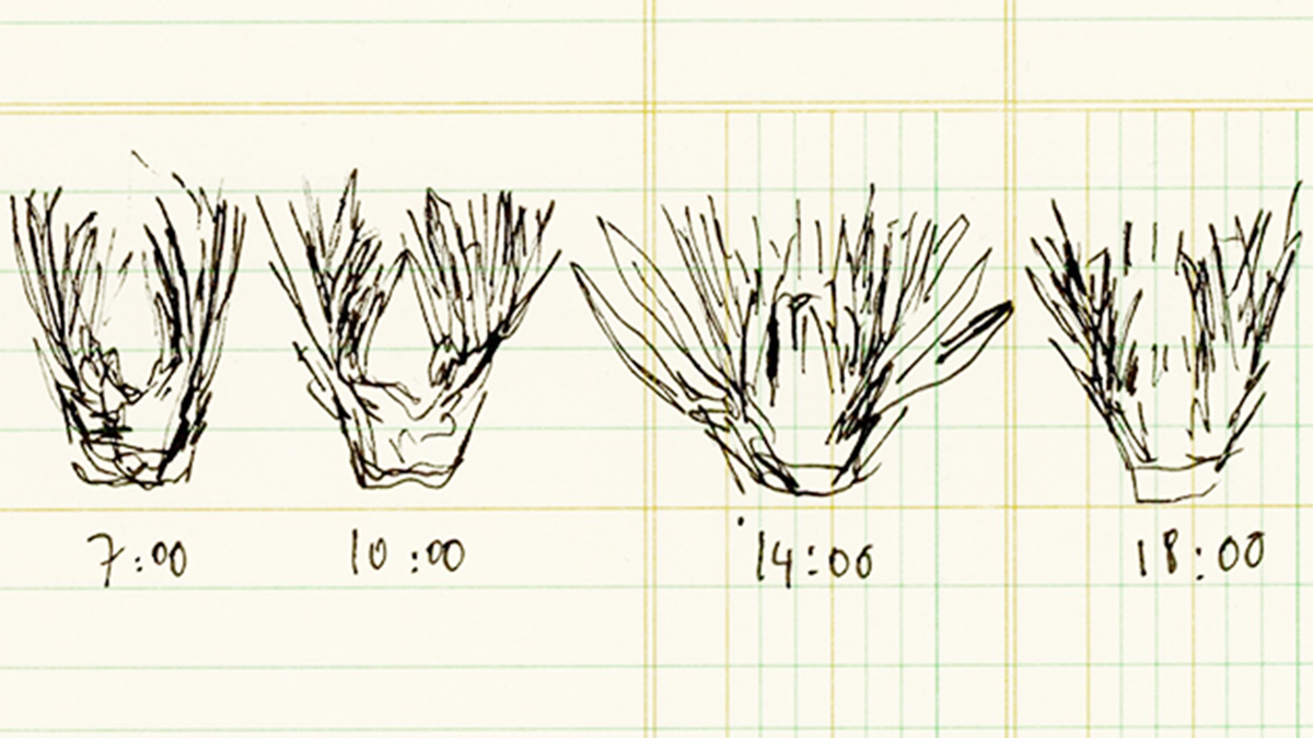 Anna Ridler at the AI Art Gallery | NVIDIA